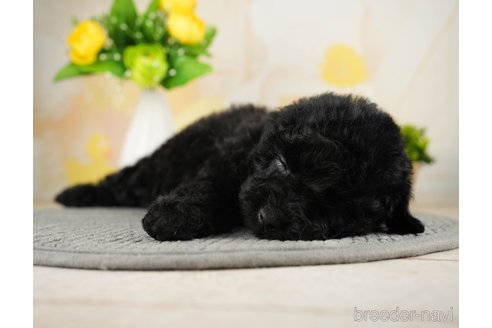 成約済の千葉県のトイプードル-270452の3枚目